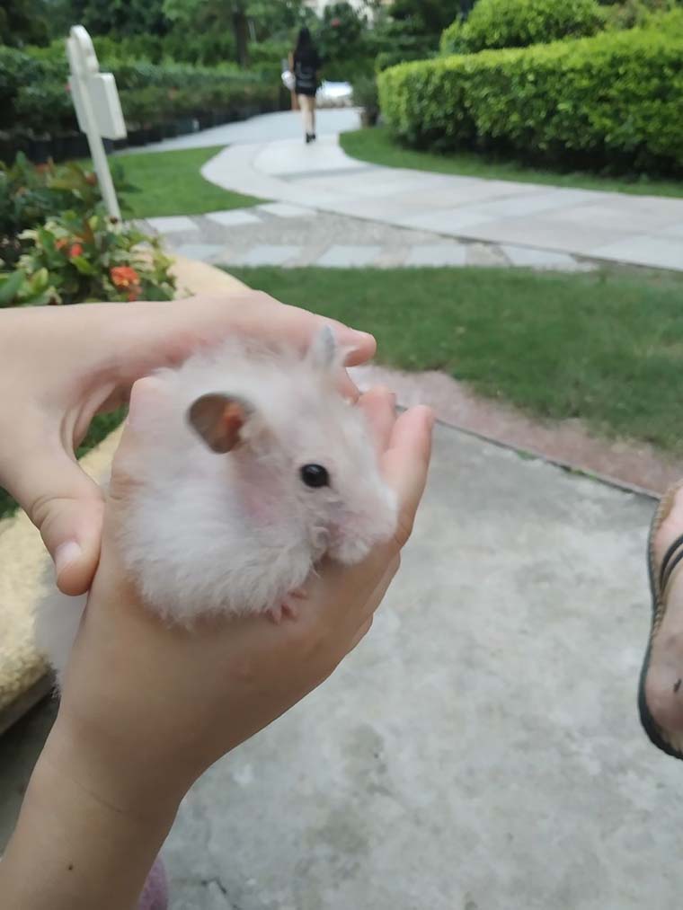 Featured image for “I love my Hamster”